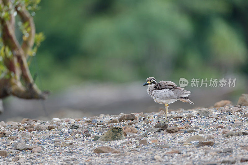 海鸟:成年沙滩粗膝鹬，又称沙滩石鹬(Esacus magnirostris)。